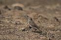 Kanary_2010 091